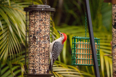 Close-up of bird perching on metal feeder