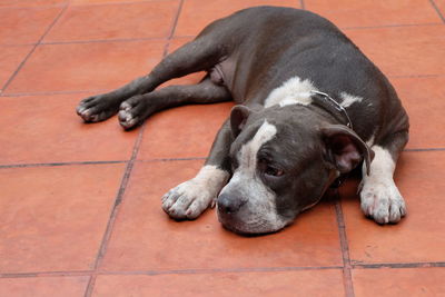 High angle view of dog sitting outdoors