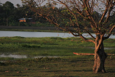 Tree on field by lake