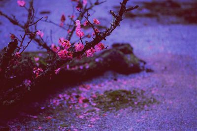 Close-up of fresh flower tree against water