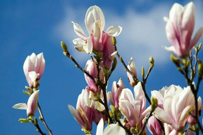 Close-up of white flowers blooming against clear sky