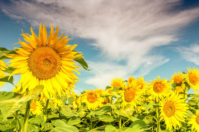 Close-up of yellow sunflowers on field against sky