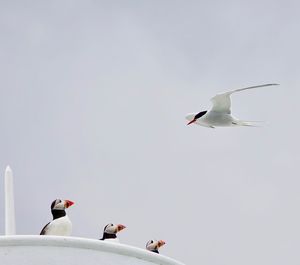 Low angle view of seagulls flying