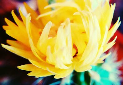 Close-up of yellow flower