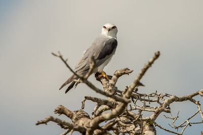 Low angle view of bird perching on twig