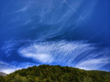 Low angle view of trees against blue sky