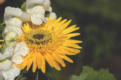 Macro shot of water drops on flower