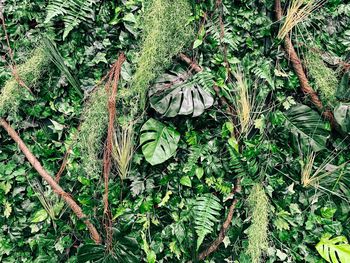 High angle view of plants growing on field