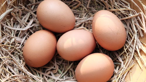 High angle view of eggs in nest