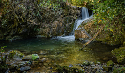 Scenic view of waterfall in forest