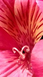 Close-up of pink flower