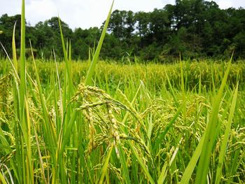 View of stalks in field