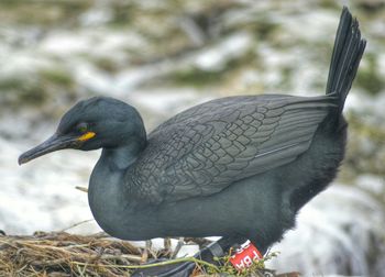 Close-up of bird