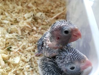 Close-up of a bird