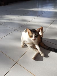 High angle portrait of a cat