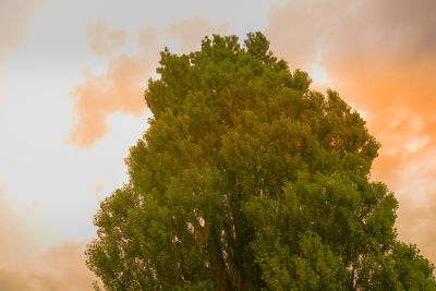 Low angle view of tree against sky