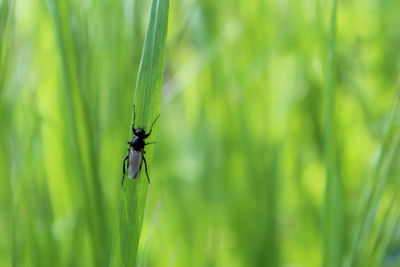 Close-up of insect on grass