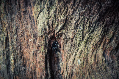 Close-up of tree trunk