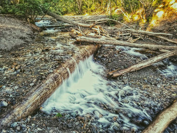 Stream in forest