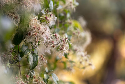 Close-up of flower tree