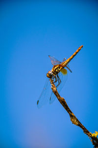 Low angle view of dragonfly on plant against clear blue sky