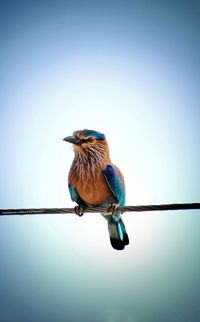Close-up of bird perching on cable against clear sky
