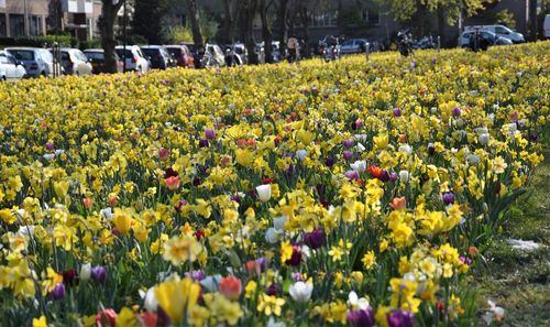 View of flowering plants in park