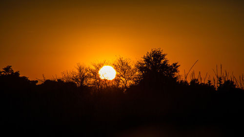 Silhouette trees against orange sky