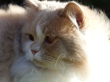 Close-up of a cat looking away