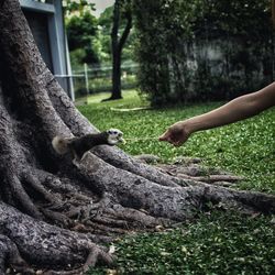 Midsection of man climbing on tree trunk