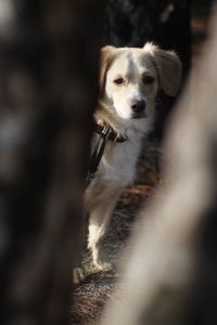 Portrait of dog outdoors