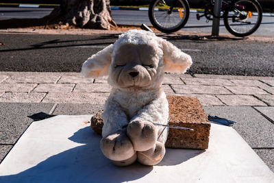 Close-up of teddy bear