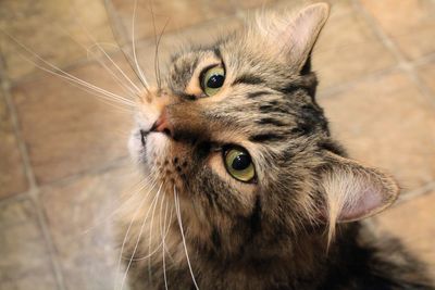 Close-up portrait of cat