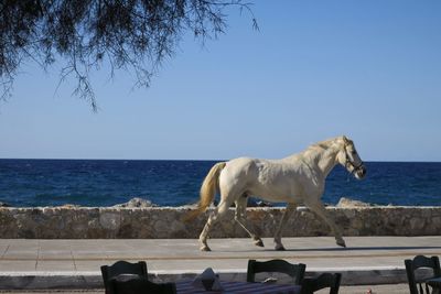 Horse and sea against clear blue sky