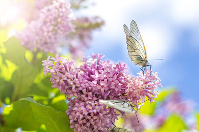 White butterflies on lilac flowers on a summer sunny day close-up. 