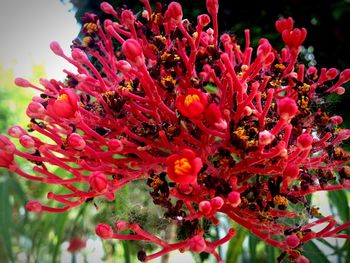 Close-up of red flowers blooming outdoors