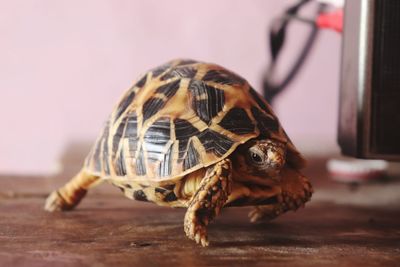 Close-up of a turtle