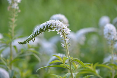 Close-up of flowers