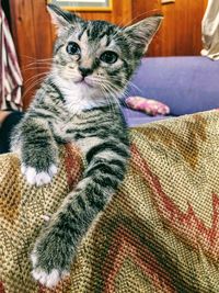 Portrait of cat relaxing on bed at home