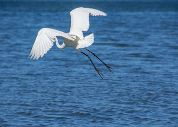 Seagull flying over sea