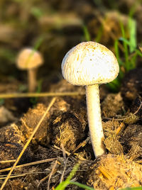 Close-up of fly agaric mushroom