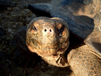 Close-up of tortoise on beach