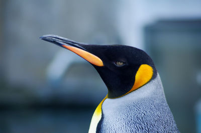 Close up of a king penguin