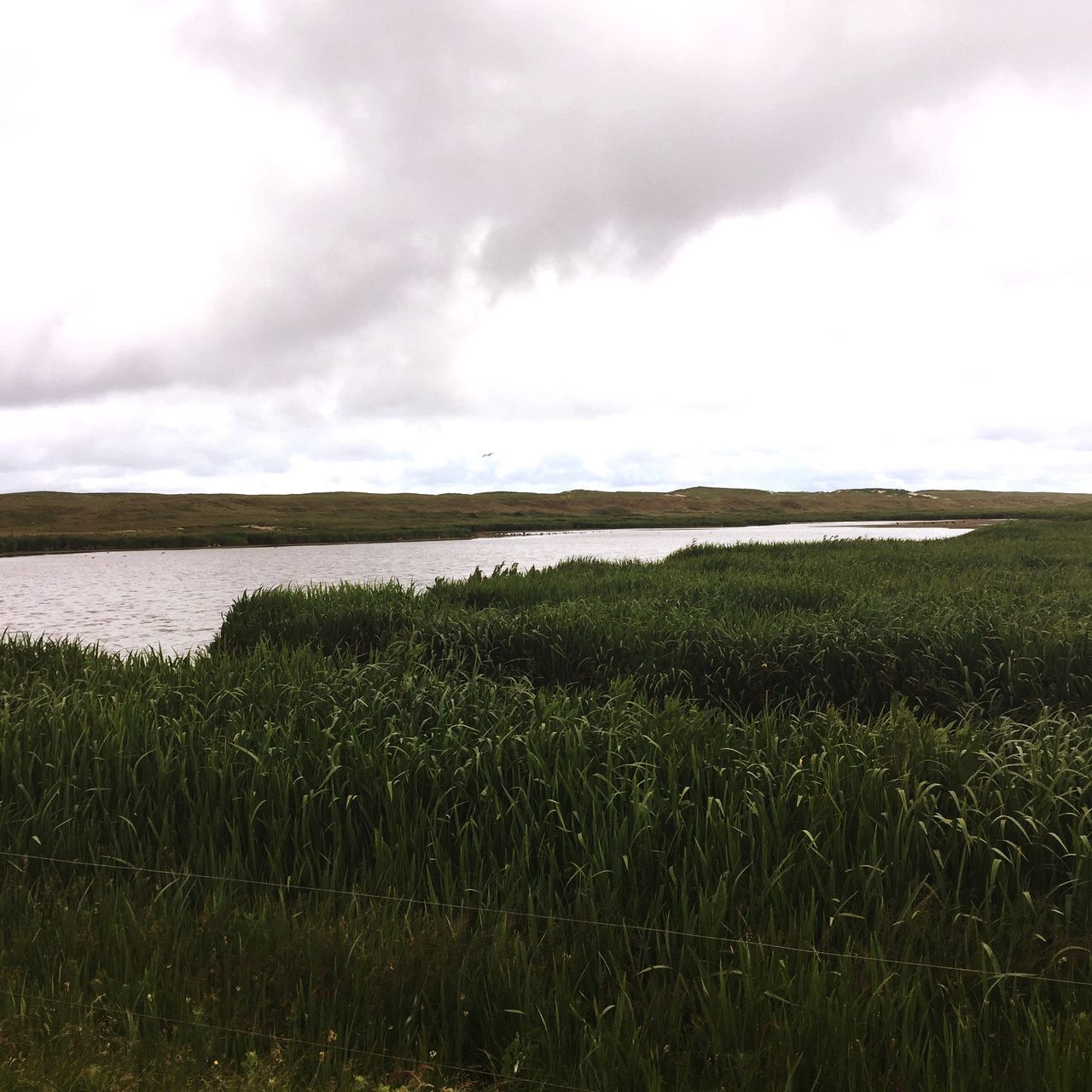 sky, growth, tranquil scene, nature, tranquility, rural scene, cloud - sky, water, scenics, agriculture, beauty in nature, day, landscape, field, no people, outdoors, plant, wetland, grass