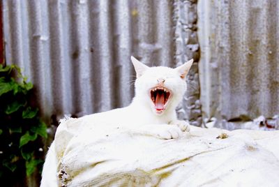 Close-up of cat yawning