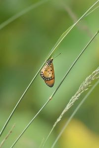 Butterfly on leaf