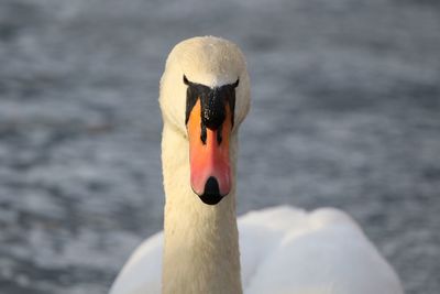 Close-up of swan in lake