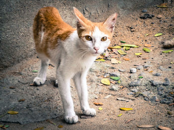 Portrait of cat