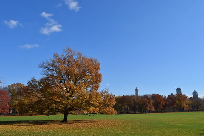 Trees on field against clear blue sky