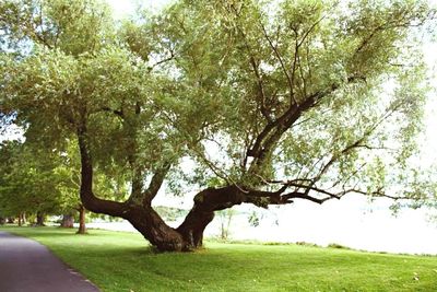 Trees in park